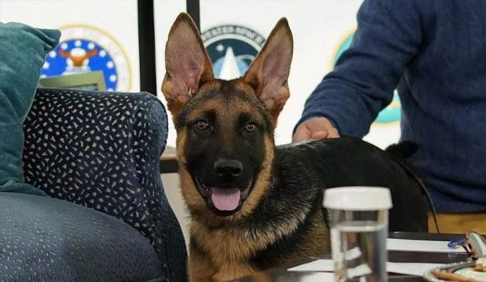 Biden dog Commander