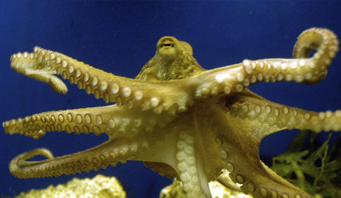 Octopus ancestors 