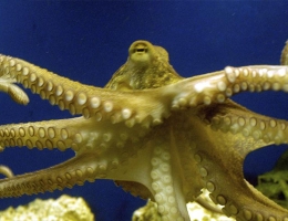Octopus ancestors 